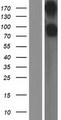 CD22 Protein - Western validation with an anti-DDK antibody * L: Control HEK293 lysate R: Over-expression lysate