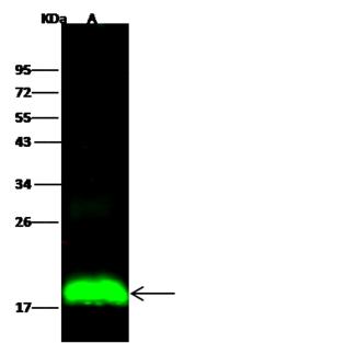 CD225 / IFITM1 Antibody - Anti-IFITM1 rabbit monoclonal antibody at 1:500 dilution. Lane A: K562 Whole Cell Lysate. Lysates/proteins at 30 ug per lane. Secondary: Goat Anti-Rabbit IgG H&L (Dylight800) at 1/10000 dilution. Developed using the Odyssey technique. Performed under reducing conditions. Predicted band size: 14 kDa. Observed band size: 18 kDa.