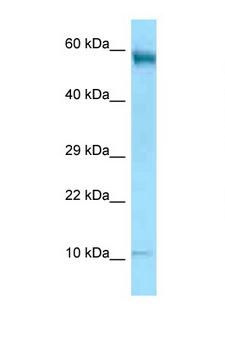 CD24 Antibody - CD24 antibody Western blot of HT1080 Cell lysate. Antibody concentration 1 ug/ml.  This image was taken for the unconjugated form of this product. Other forms have not been tested.