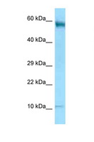CD24 Antibody - CD24 antibody Western blot of HT1080 Cell lysate. Antibody concentration 1 ug/ml.  This image was taken for the unconjugated form of this product. Other forms have not been tested.