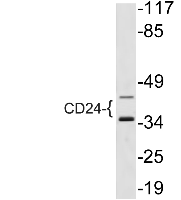 CD24 Antibody - Western blot analysis of lysate from NIH/3T3 cells, using CD24 antibody.