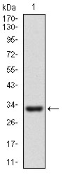CD24 Antibody - Western blot using CD24 monoclonal antibody against human CD24 recombinant protein. (Expected MW is 32.1 kDa)