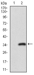 CD24 Antibody - Western blot using CD24 monoclonal antibody against HEK293 (1) and CD24 (AA: 15-80)-hIgGFc transfected HEK293 (2) cell lysate.