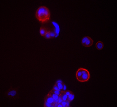 CD24 Antibody - MCF-7 breast cancer cells were stained with anti-CD24 (clone ML5) followed by DyLight 649 Goat anti-mouse Ig secondary antibody (red), plus DAPI staining for nuclei (blue). Images were taken under 20x bin4 (Filter set: EX647/10x, Dichroic 665LP, EM 700/70x) at exposure 4s. Data provided by Er Liu and John Nolan, La Jolla Institute for Bioengineering.