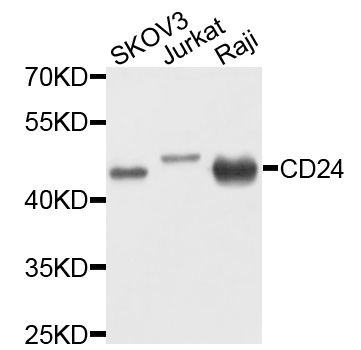 CD24 Antibody - Western blot analysis of extracts of various cells.