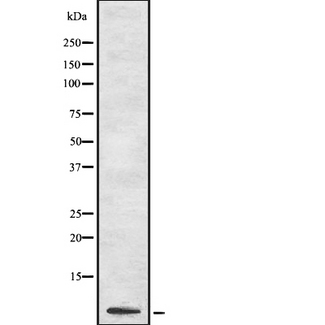 CD24 Antibody - Western blot analysis of CD24 using HT29 whole cells lysates