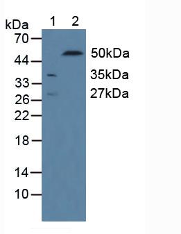 CD244 Antibody - Western Blot; Sample: Lane1: Rat Serum; Lane2: Rat Kidney Tissue.