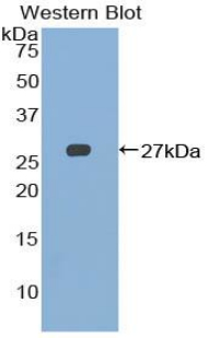 CD244 Antibody - Western blot of recombinant CD244.