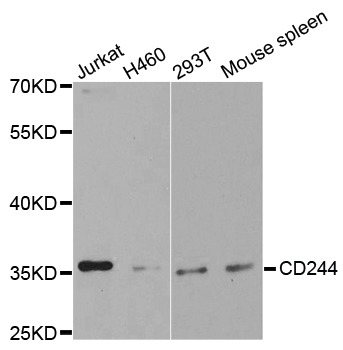 CD244 Antibody - Western blot analysis of extracts of various cell lines.