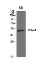 CD244 Antibody - Western Blot analysis of extracts from KB cells using CD244 Antibody.