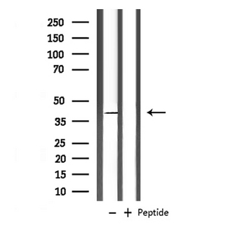 CD244 Antibody