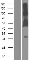 CD244 Protein - Western validation with an anti-DDK antibody * L: Control HEK293 lysate R: Over-expression lysate