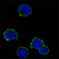 CD247 / CD3 Zeta Antibody - CD3z Antibody in Immunofluorescence (IF)