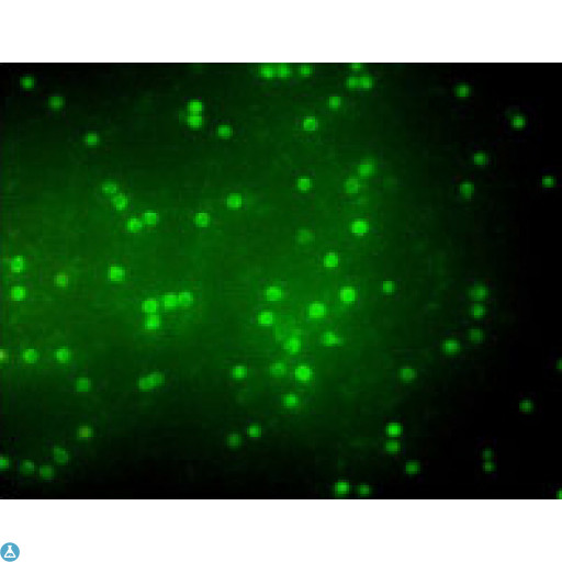 CD247 / CD3 Zeta Antibody - Immunofluorescence (IF) analysis of peripheral blood T cells using CD3 Monoclonal Antibody.