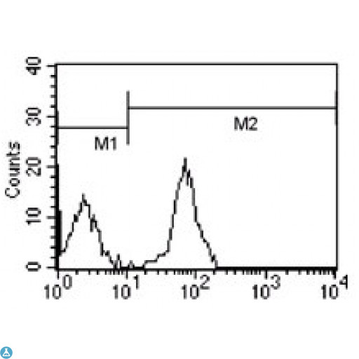 CD247 / CD3 Zeta Antibody