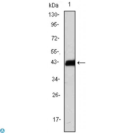 CD247 / CD3 Zeta Antibody - Western Blot (WB) analysis using CD247 Monoclonal Antibody against CD247-hIgGFc transfected HEK293 cell lysate.