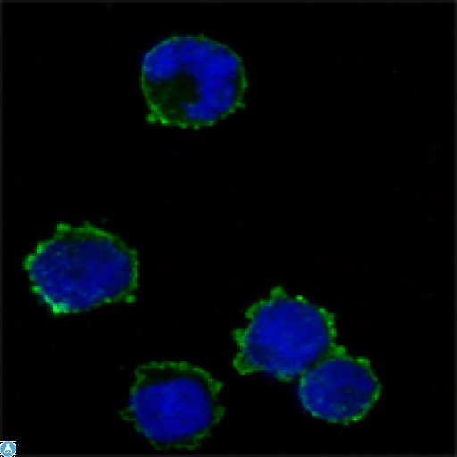 CD247 / CD3 Zeta Antibody - Immunofluorescence (IF) analysis of K562 cells using CD247 Monoclonal Antibody (green). Blue: DRAQ5 fluorescent DNA dye.