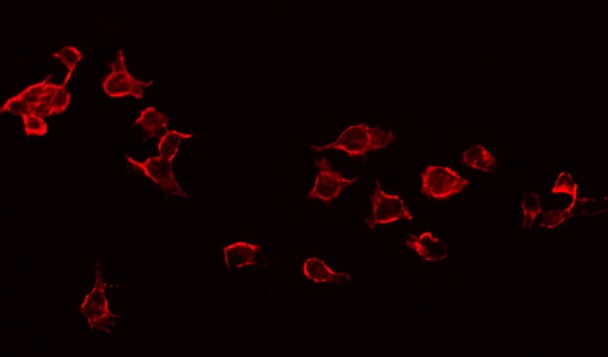 CD247 / CD3 Zeta Antibody - Staining HeLa cells by IF/ICC. The samples were fixed with PFA and permeabilized in 0.1% Triton X-100, then blocked in 10% serum for 45 min at 25°C. The primary antibody was diluted at 1:200 and incubated with the sample for 1 hour at 37°C. An Alexa Fluor 594 conjugated goat anti-rabbit IgG (H+L) Ab, diluted at 1/600, was used as the secondary antibody.