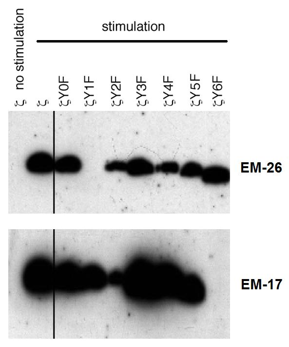CD247 / CD3 Zeta Antibody - Reactivity of the monoclonal antibodies EM-26 (anti-CD3 zeta phospho-Tyr72) and EM-17 (anti-CD3 zeta phospho-Tyr153) with phosphorylated particular human CD3 zeta mutants. The Y1F and Y6F mutatants lack phosphotyrosine 72 and 153, respectively.