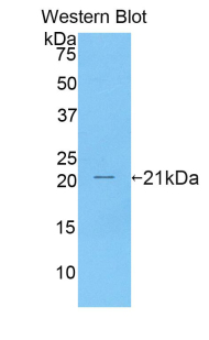CD27 Antibody - Western blot of recombinant CD27.  This image was taken for the unconjugated form of this product. Other forms have not been tested.