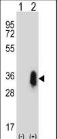 CD27 Antibody - Western blot of CD27 (arrow) using rabbit polyclonal CD27 Antibody. 293 cell lysates (2 ug/lane) either nontransfected (Lane 1) or transiently transfected (Lane 2) with the CD27 gene.