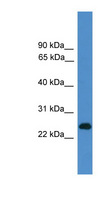 CD27 Antibody - CD27 antibody Western blot of Fetal Heart lysate. This image was taken for the unconjugated form of this product. Other forms have not been tested.