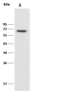 CD27 Antibody - Anti-CD27 rabbit monoclonal antibody at 1:500 dilution. Lane A: Raji Whole Cell Lysate. Lysates/proteins at 30 ug per lane. Secondary: Goat Anti-Rabbit IgG (H+L)/HRP at 1/10000 dilution. Developed using the ECL technique. Performed under reducing conditions. Predicted band size: 29 kDa. Observed band size: 65 kDa.