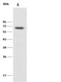 CD27 Antibody - Anti-CD27 rabbit monoclonal antibody at 1:500 dilution. Lane A: Raji Whole Cell Lysate. Lysates/proteins at 30 ug per lane. Secondary: Goat Anti-Rabbit IgG (H+L)/HRP at 1/10000 dilution. Developed using the ECL technique. Performed under reducing conditions. Predicted band size: 29 kDa. Observed band size: 65 kDa.