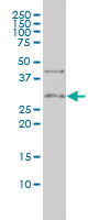 CD27 Antibody - TNFRSF7 monoclonal antibody (M01), clone 1E2-A3 Western Blot analysis of TNFRSF7 expression in Jurkat.