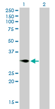 CD27 Antibody - Western Blot analysis of TNFRSF7 expression in transfected 293T cell line by TNFRSF7 monoclonal antibody (M01), clone 1E2-A3.Lane 1: TNFRSF7 transfected lysate(29.2 KDa).Lane 2: Non-transfected lysate.