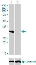 CD27 Antibody - Western blot analysis of TNFRSF7 over-expressed 293 cell line, cotransfected with TNFRSF7 Validated Chimera RNAi (Lane 2) or non-transfected control (Lane 1). Blot probed with TNFRSF7 monoclonal antibody (M01), clone 1E2-A3 . GAPDH ( 36.1 kDa ) used as specificity and loading control.