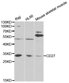 CD27 Antibody - Western blot analysis of extracts of various cell lines.