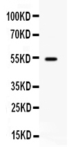CD27 Antibody - Western blot - Anti-TNFRSF7/CD27 Picoband Antibody
