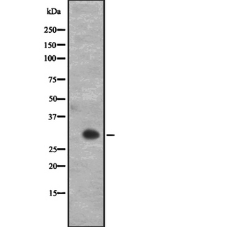 CD27 Antibody - Western blot analysis of CD27 expression in; human lymph node cells lysate. The lane on the left is treated with the antigen-specific peptide.