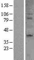 CD27 Protein - Western validation with an anti-DDK antibody * L: Control HEK293 lysate R: Over-expression lysate