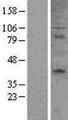 CD27 Protein - Western validation with an anti-DDK antibody * L: Control HEK293 lysate R: Over-expression lysate