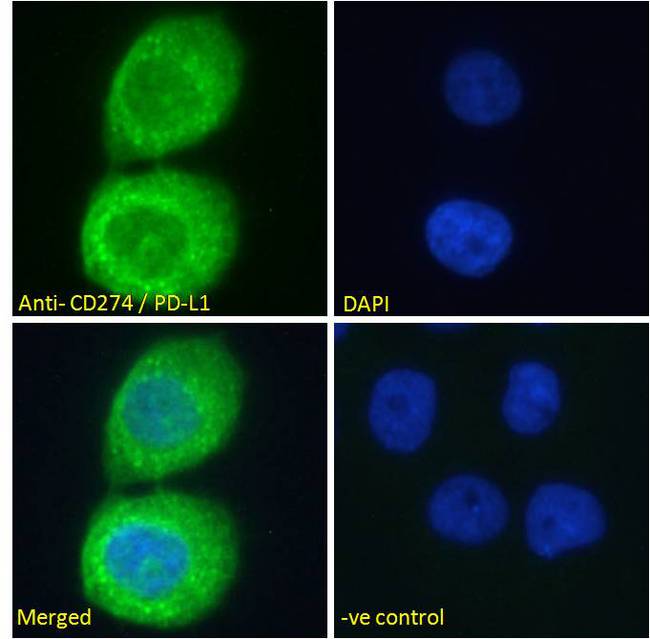 CD274 / B7-H1 / PD-L1 Antibody - CD274 / B7-H1 / PD-L1 antibody immunofluorescence analysis of paraformaldehyde fixed A431 cells, permeabilized with 0.15% Triton. Primary incubation 1hr (10ug/ml) followed by Alexa Fluor 488 secondary antibody (2ug/ml), showing cytoplasmic staining. The nuclear stain is DAPI (blue). Negative control: Unimmunized goat IgG (10ug/ml) followed by Alexa Fluor 488 secondary antibody (2ug/ml).