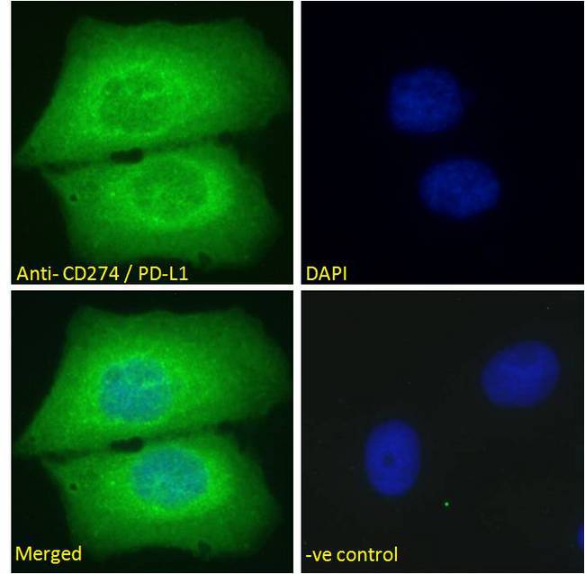 CD274 / B7-H1 / PD-L1 Antibody - CD274 / B7-H1 / PD-L1 antibody immunofluorescence analysis of paraformaldehyde fixed U2OS cells, permeabilized with 0.15% Triton. Primary incubation 1hr (10ug/ml) followed by Alexa Fluor 488 secondary antibody (2ug/ml), showing cytoplasmic staining. The nuclear stain is DAPI (blue). Negative control: Unimmunized goat IgG (10ug/ml) followed by Alexa Fluor 488 secondary antibody (2ug/ml).