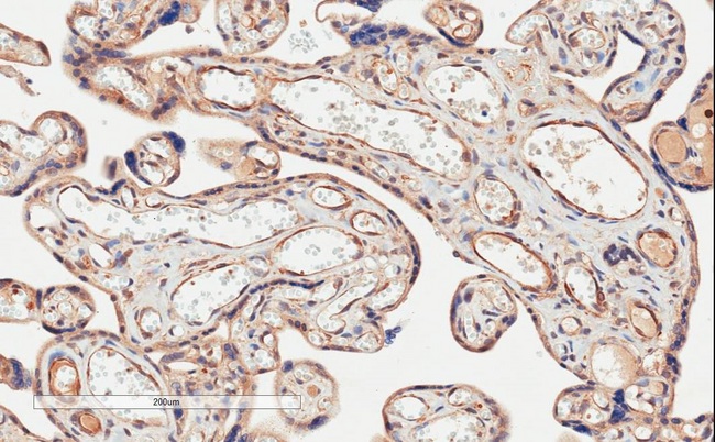 CD274 / B7-H1 / PD-L1 Antibody - CD274 / PD-L1 Antibody (2µg/ml) staining of paraffin embedded Human Placenta. Microwaved antigen retrieval with citrate buffer pH 6, HRP-staining.