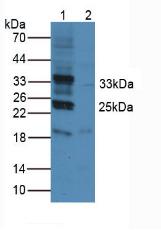 CD274 / B7-H1 / PD-L1 Antibody - Western Blot; Sample. Lane1: Mouse Heart Tissue; Lane2: Rat Heart Tissue.