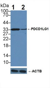 CD274 / B7-H1 / PD-L1 Antibody - Knockout Varification: Lane 1: Wild-type MB231 cell lysate; Lane 2: PDCD1LG1 knockout MB231 cell lysate; Predicted MW: 33,20kDa Observed MW: 33kDa Primary Ab: 1µg/ml Rabbit Anti-Human PDCD1LG1 Antibody Second Ab: 0.2µg/mL HRP-Linked Caprine Anti-Rabbit IgG Polyclonal Antibody