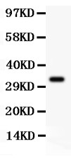 CD274 / B7-H1 / PD-L1 Antibody - PD-L1 antibody Western blot. All lanes: Anti PDL1 at 0.5 ug/ml. WB: HEPG2 Whole Cell Lysate at 40 ug. Predicted band size: 33 kD . Observed band size: 33 kD.