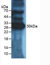 CD274 / B7-H1 / PD-L1 Antibody - Western Blot; Sample: Mouse Heart Tissue.