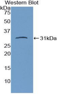 CD274 / B7-H1 / PD-L1 Antibody - Western blot of recombinant B7-H1 / PD-L1 / CD274.  This image was taken for the unconjugated form of this product. Other forms have not been tested.