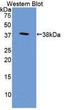CD274 / B7-H1 / PD-L1 Antibody - Western Blot; Sample: Recombinant protein.