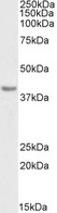 CD274 / B7-H1 / PD-L1 Antibody - Biotinylated EB06621 (0.3µg/ml) staining of Human Heart lysate (35µg protein in RIPA buffer), exactly mirroring its parental non-biotinylated product. Primary incubation was 1 hour. Detected by chemiluminescence, using streptavidin-HRP and using NAP block