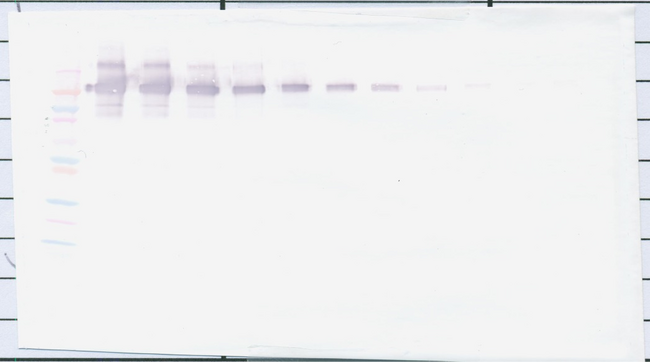 CD274 / B7-H1 / PD-L1 Antibody - Biotinylated Anti-Human PD-L1 Fc Western Blot Unreduced