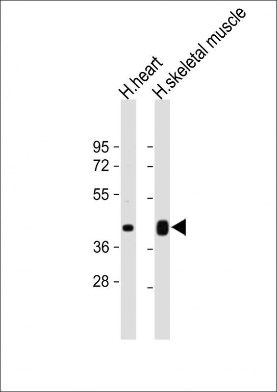 CD274 / B7-H1 / PD-L1 Antibody - All lanes: Anti-PD L1 Antibody (C-Term) at 1:1000 dilution Lane 1: Human heart lysate Lane 2: Human skeletal muscle lysate Lysates/proteins at 20 µg per lane. Secondary Goat Anti-Rabbit IgG, (H+L), Peroxidase conjugated at 1/10000 dilution. Predicted band size: 44 kDa Blocking/Dilution buffer: 5% NFDM/TBST.
