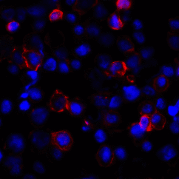 CD274 / B7-H1 / PD-L1 Antibody - Immunofluorescence of PD-L1 in transfected HEK293 cells with PD-L1 antibody at 2 ug/mL. Red: PDL1 Antibody [1F11] Blue: DAPI staining