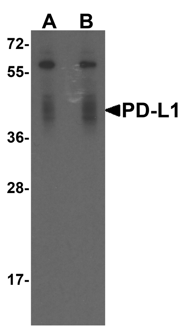 CD274 / B7-H1 / PD-L1 Antibody - Western blot analysis of PD-L1 in overexpressing HEK293 cells PD-L1 antibody at 0.25 and 0.5 ug/ml